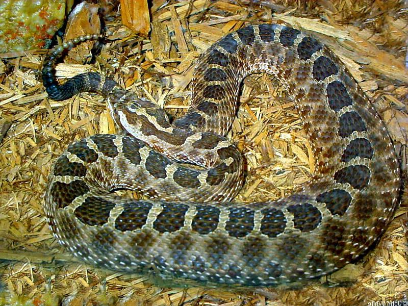 东部massasauga